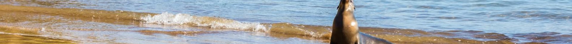 Vuelos baratos a Islas Galápagos