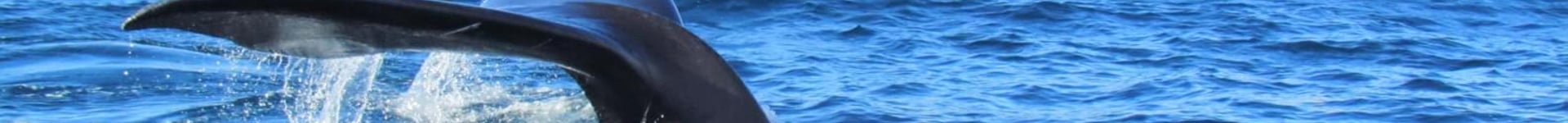 Vuelos baratos a Puerto Madryn