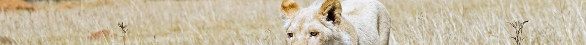 Vuelos baratos a Sudáfrica