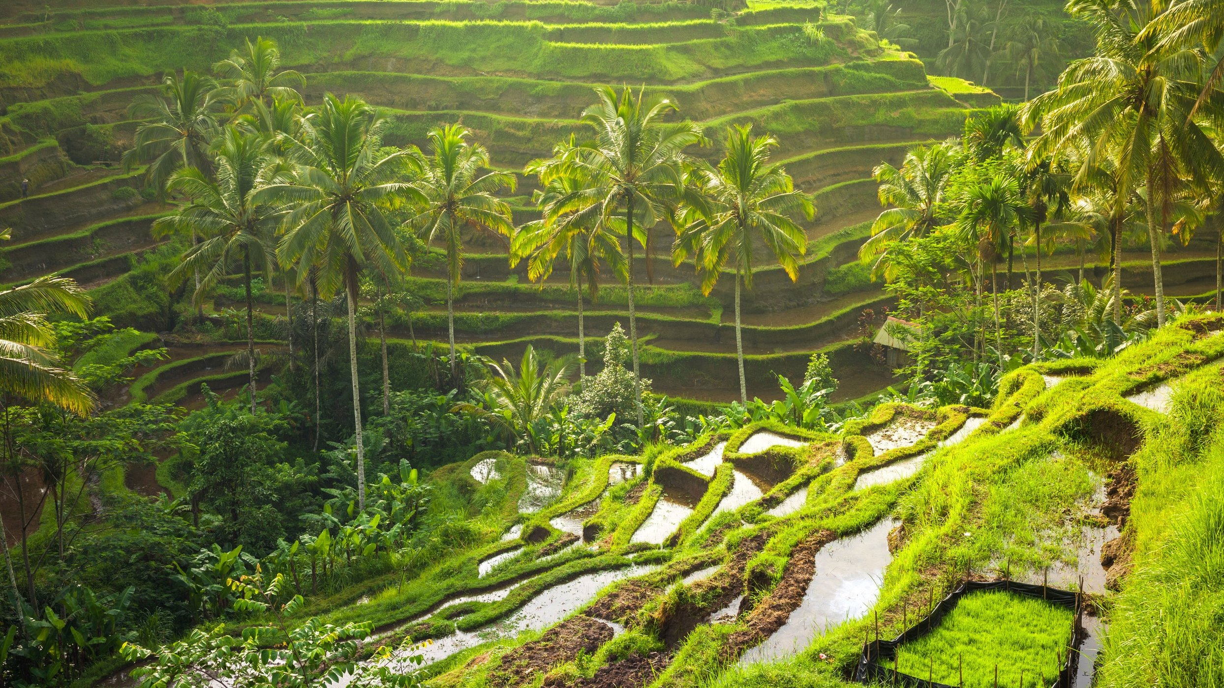 7 maravilhas naturais do mundo The Tegallalang Rice Terrace, Bali.