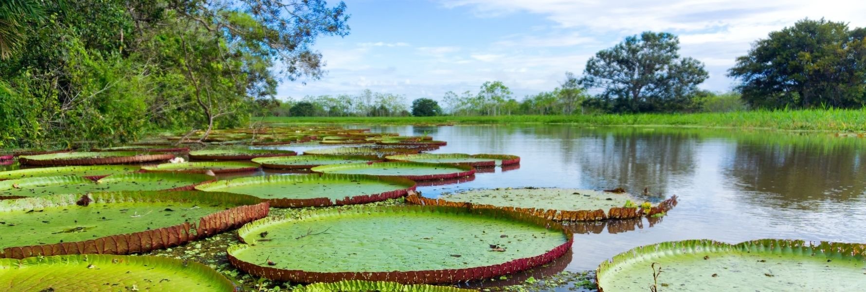 Hotéis na Floresta Amazônica para você conhecer em 2021