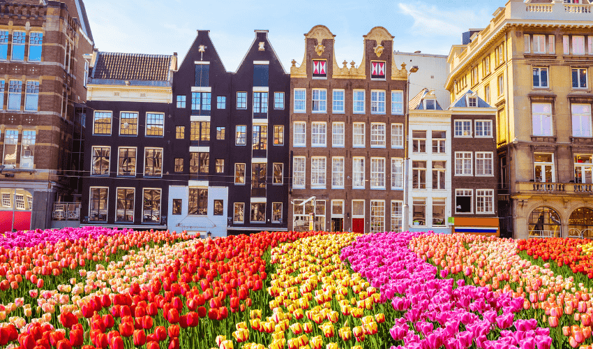 Descubre los tulipanes de Ámsterdam