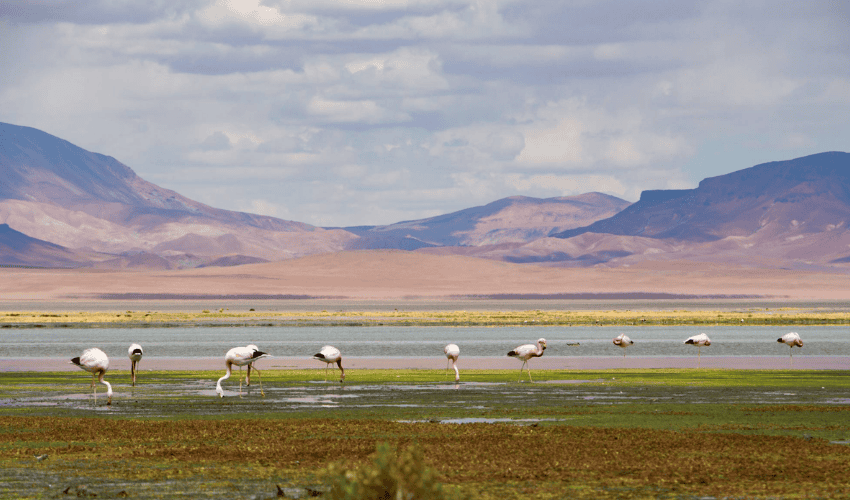 5 lugares por visitar en el Desierto de Atacama en Chile - Salar de Tara