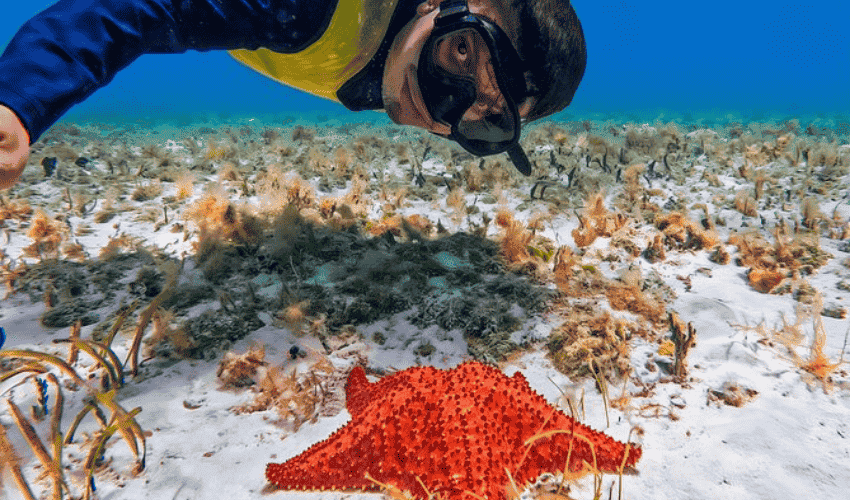 Conoce qué hacer en Cozumel y descubre los mejores arrecifes.